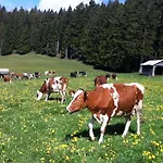 Rengethof Gospodarstwo agroturystyczne *