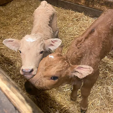 Rengethof Eisenbach (Breisgau-Hochschwarzwald)